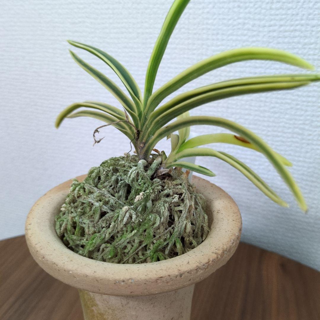 富貴蘭　フウラン　富貴殿