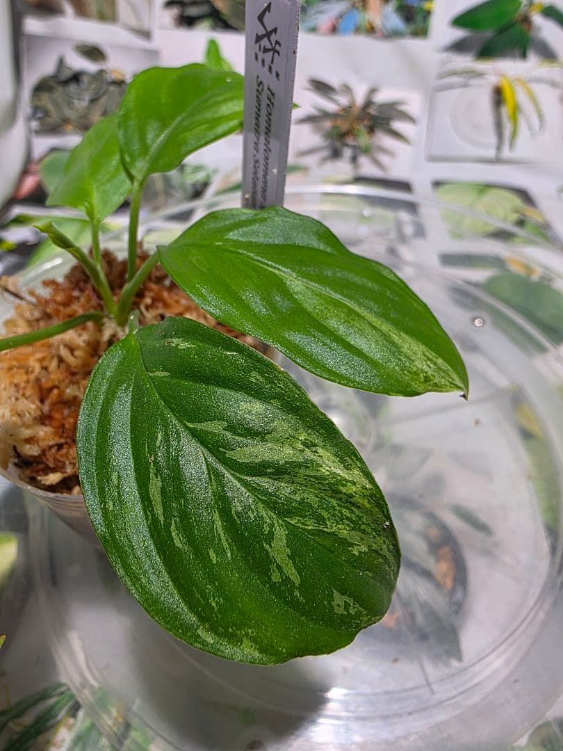 熱帯植物　TZ便　ホマロメナsp.\"斑雪\"　斑入り