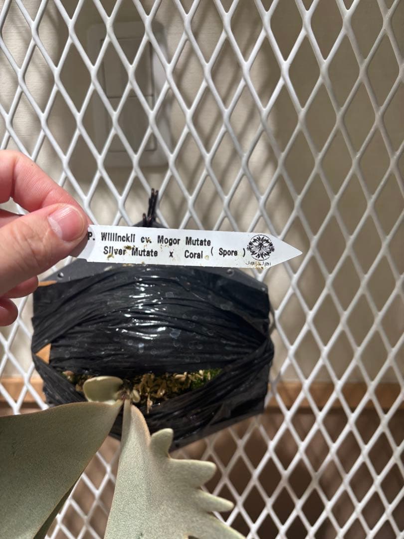 ビカクシダ P. WillInckll cv. Mogor Mutate