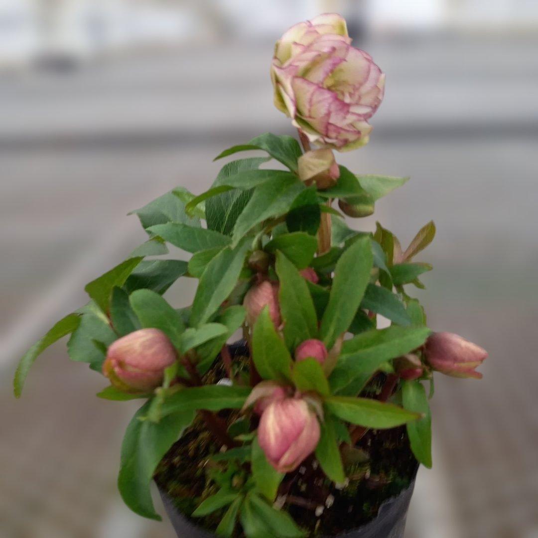 溢れるつぼみ！癒し系♪フリンジピコティ♪クリスマスローズ、大苗、開花株