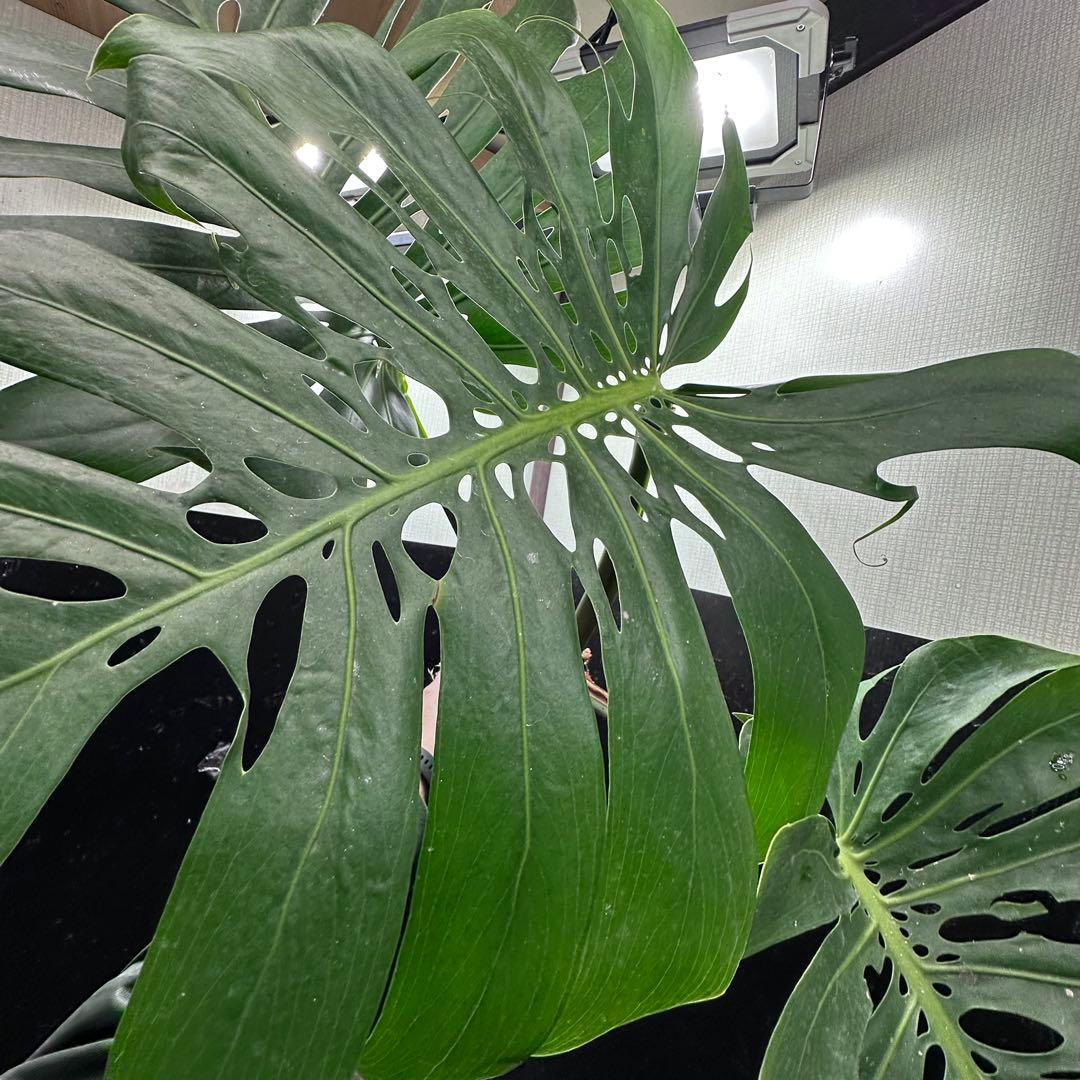 モンステラデリシオーサマクロコズム超希少系統鉢植え76㎝