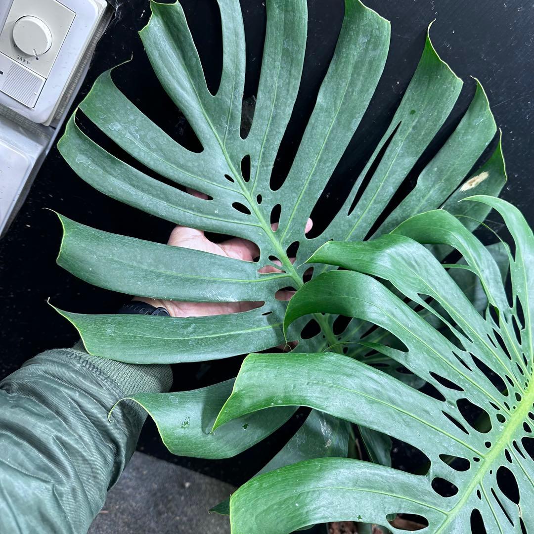 モンステラデリシオーサマクロコズム超希少系統鉢植え76㎝