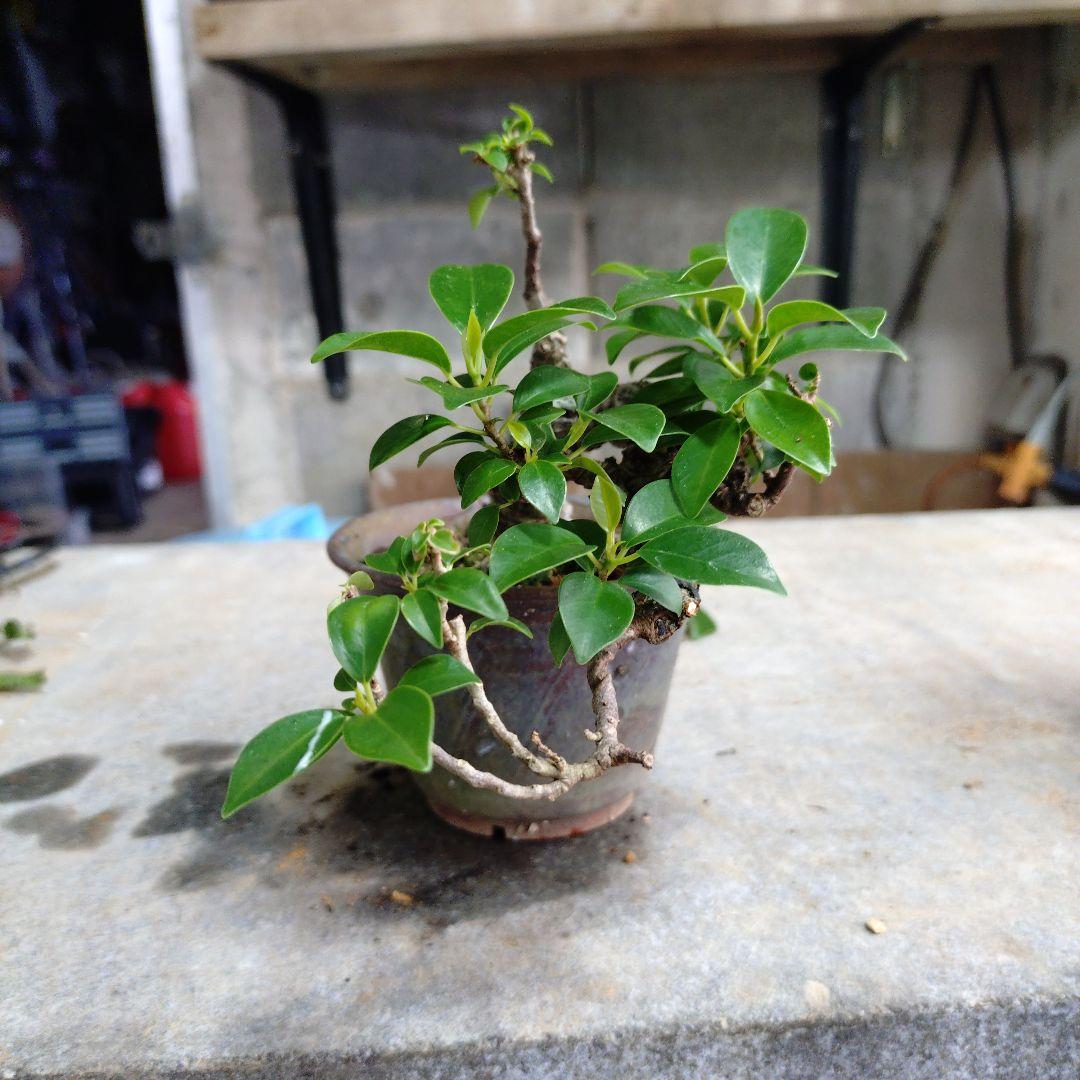 小葉ガジュマル