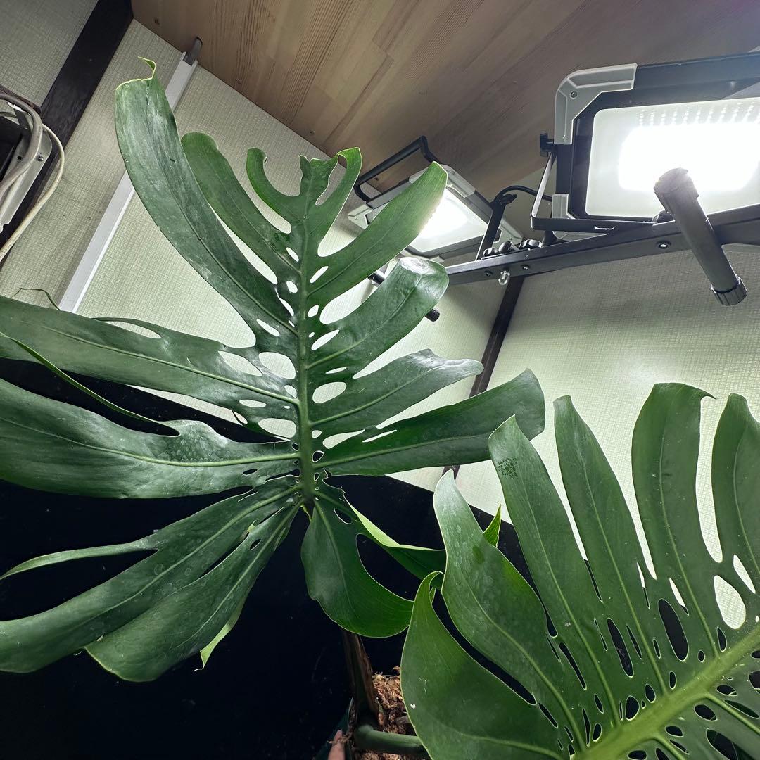 た*き様 モンステラデリシオーサマクロコズム超希少系統鉢植え