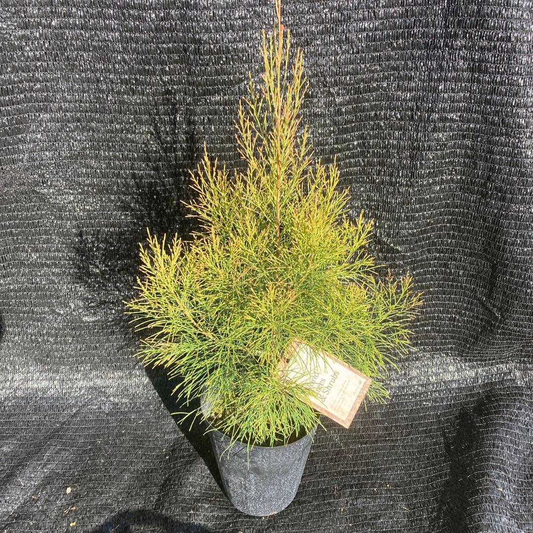 ②*ஐレア種！茶色い実もなる*ஐ【ディーンツリー・パインブラウンシュガー 】５号