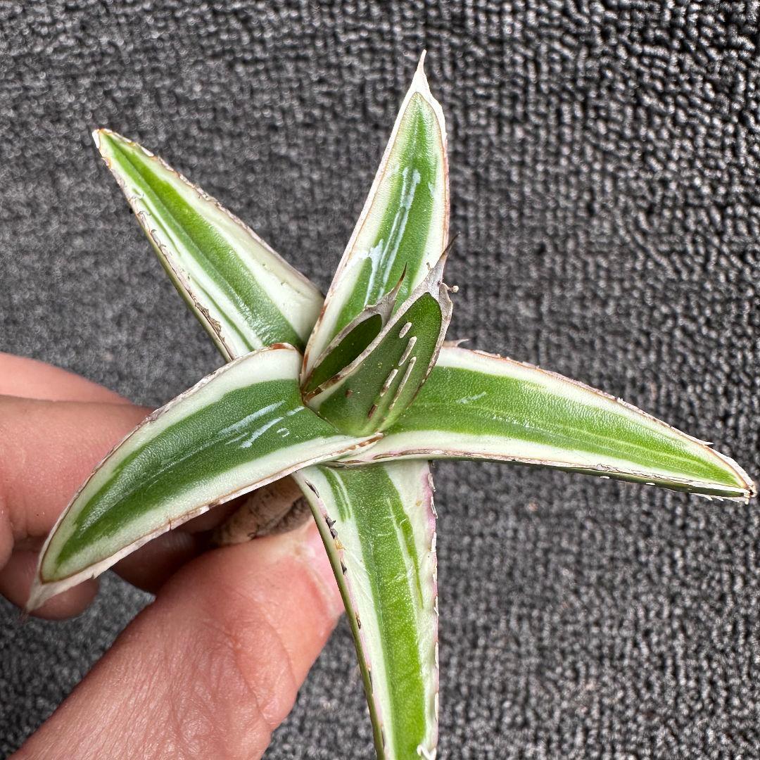 2113アガベ チタノタ 丸叶氷山 極上中小株 5株セット