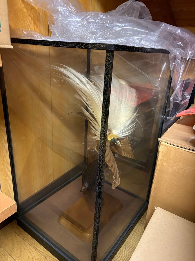 極楽鳥の剥製 置物 ガラスケース入り