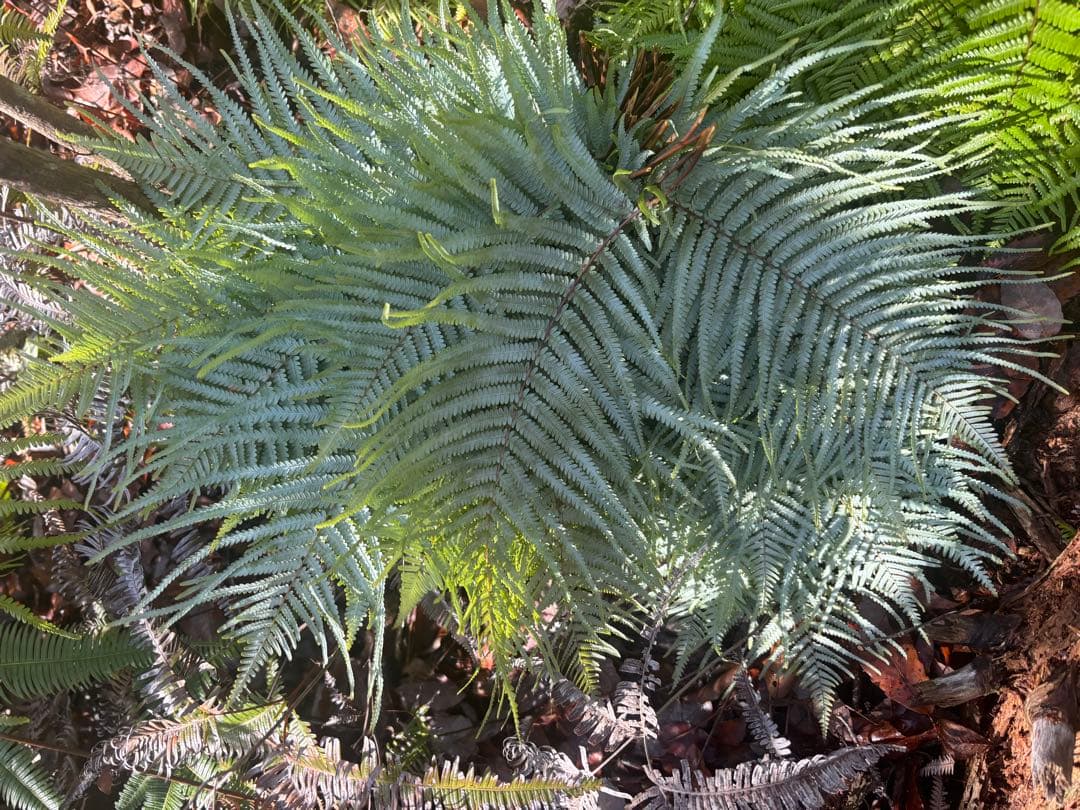 ウラジロ　エディブルフラワー　飾り葉