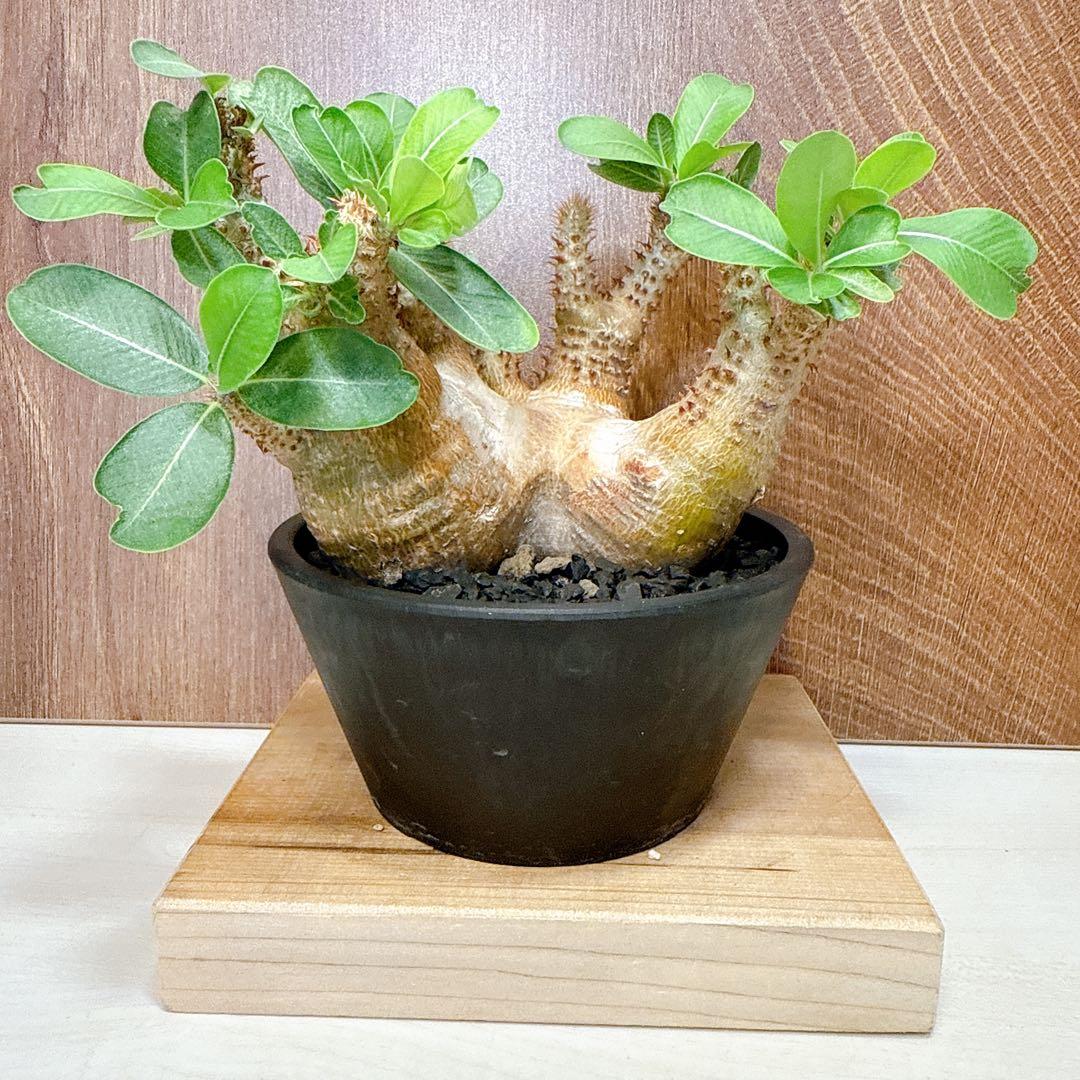 【現地株】マカイエンセ3頭多頭パキポディウム/グラキリスイノピナツム