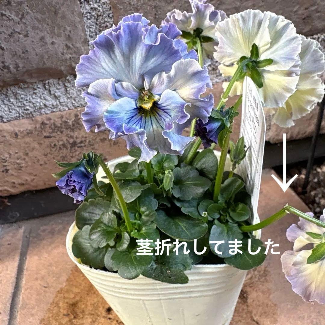 R*U様 フェデネージュ・トイプー4