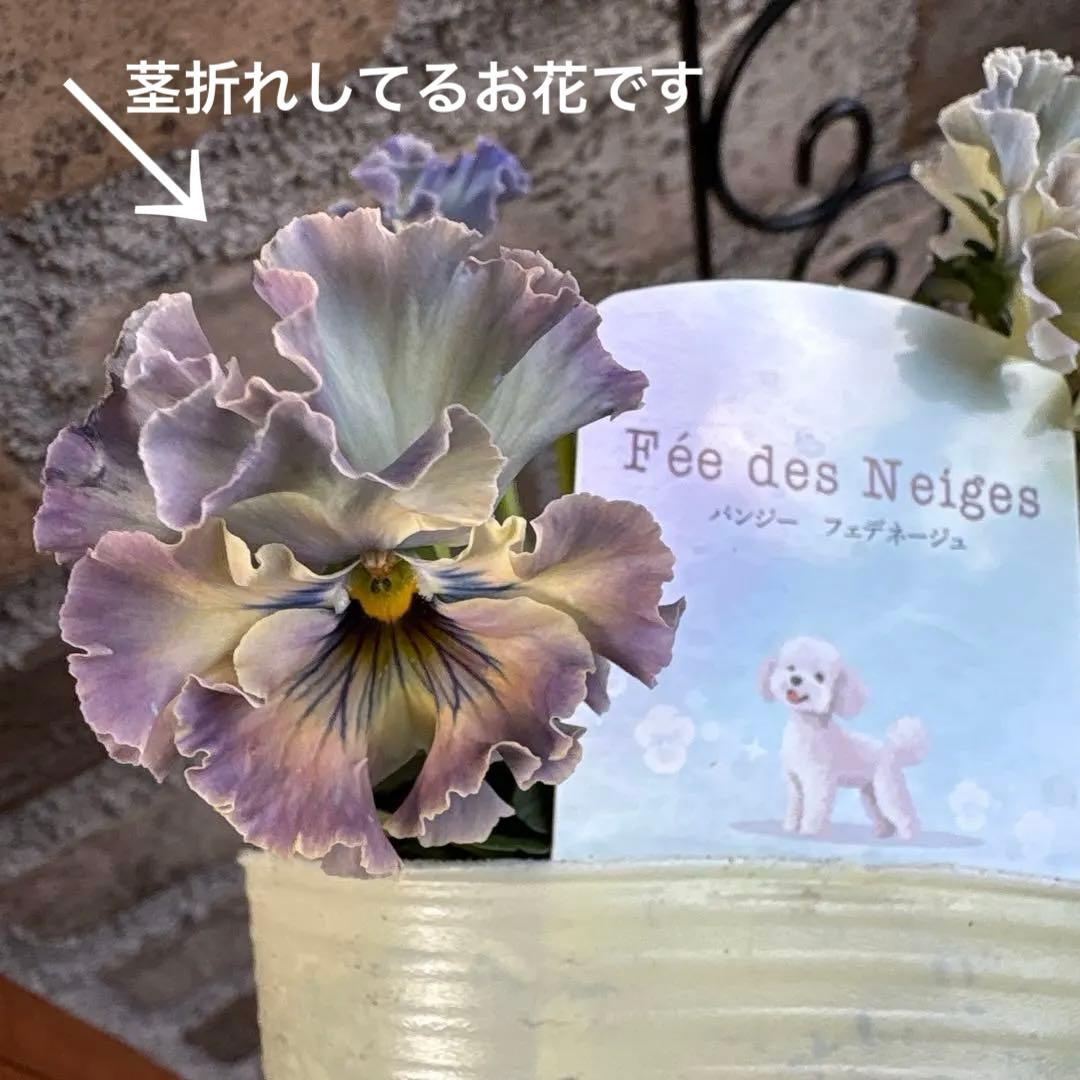 R*U様 フェデネージュ・トイプー4