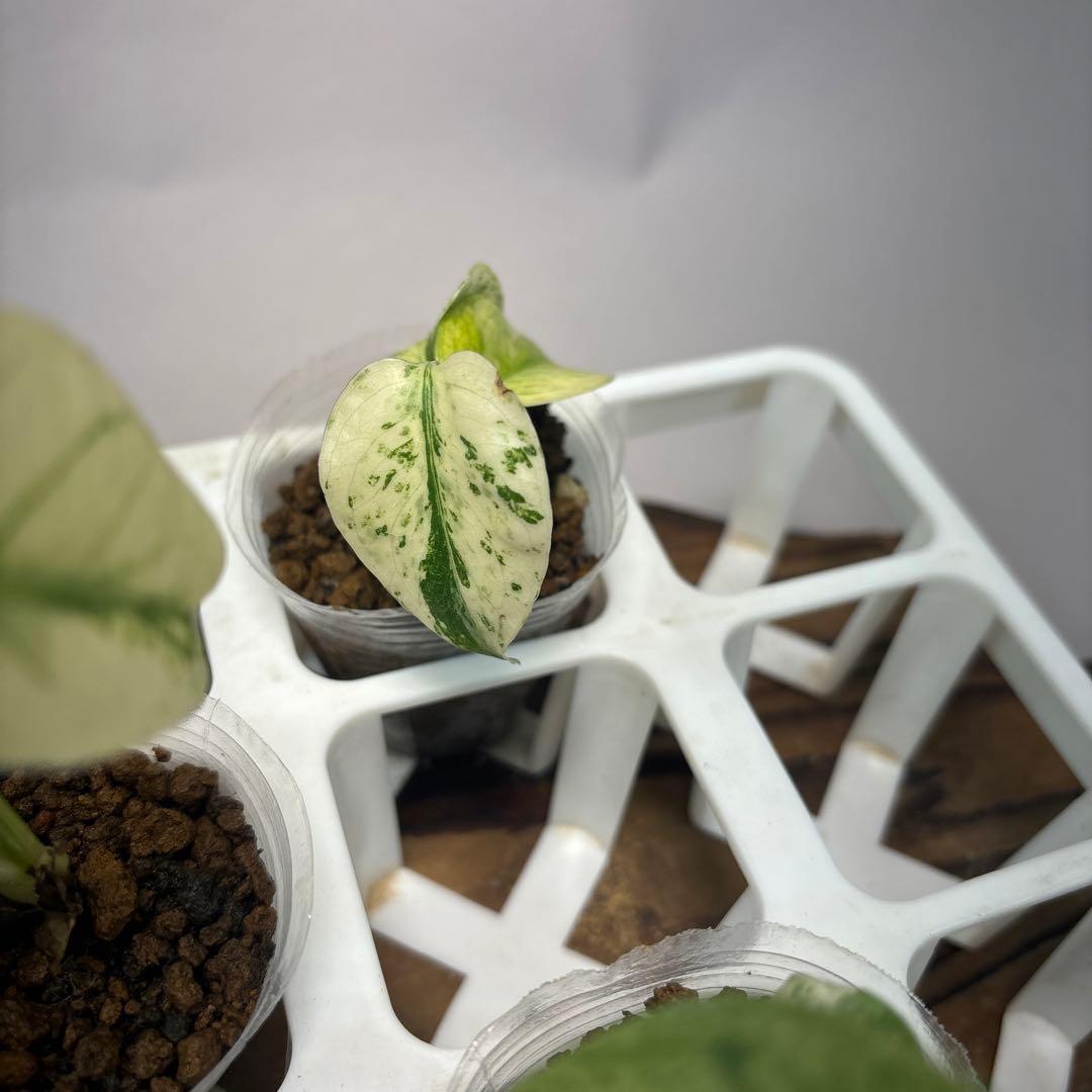 ち*え様 5株セットms33【特別選抜】ホワイトモンスター／天津蘭 モンステラ斑