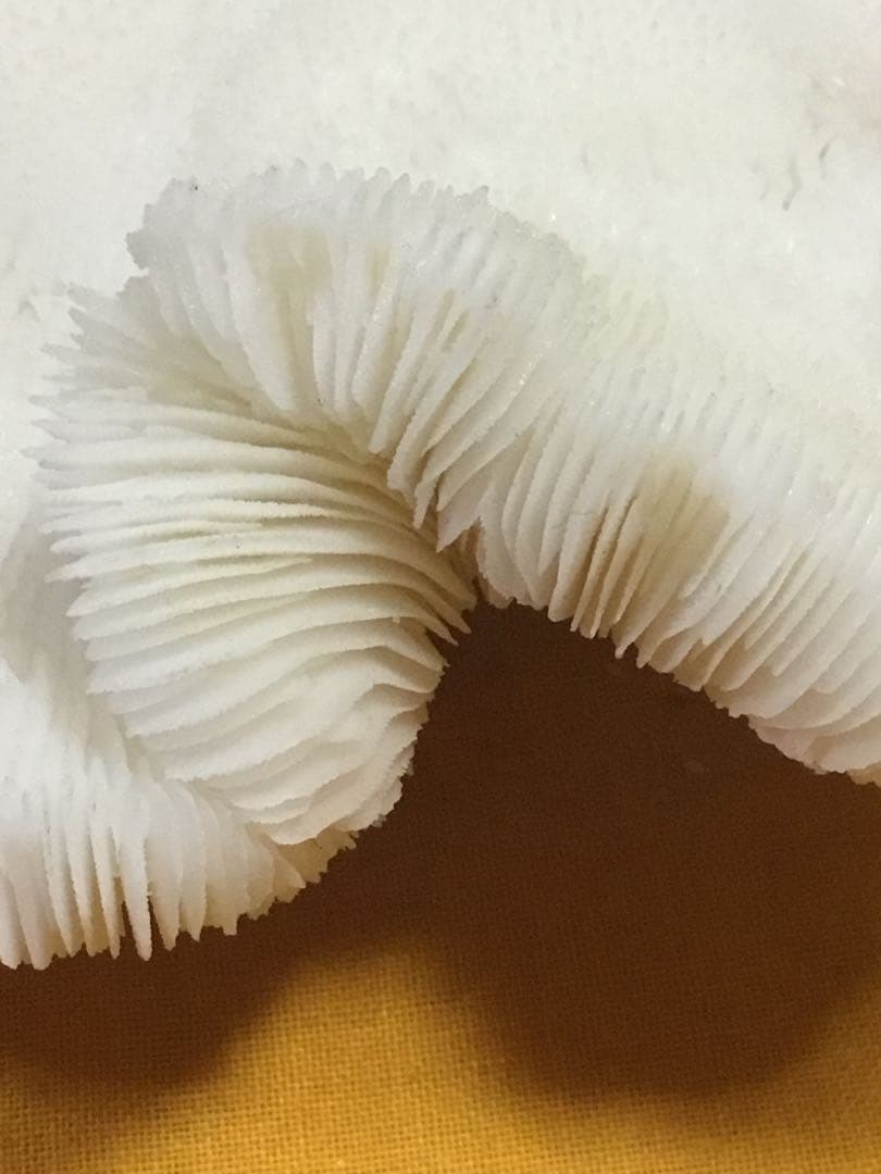 珊瑚の化石でしょうが、❤️なんです。