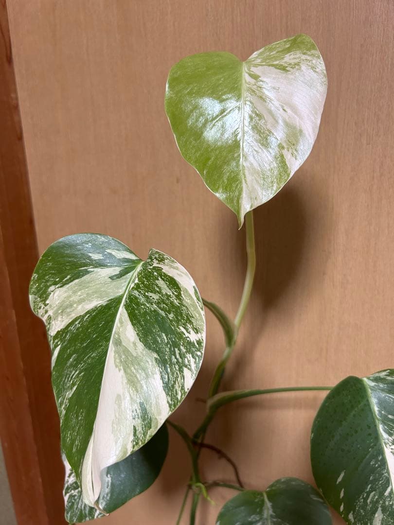 ⭐️斑入りモンステラ⭐️ ホワイトタイガー　全高　約100cm