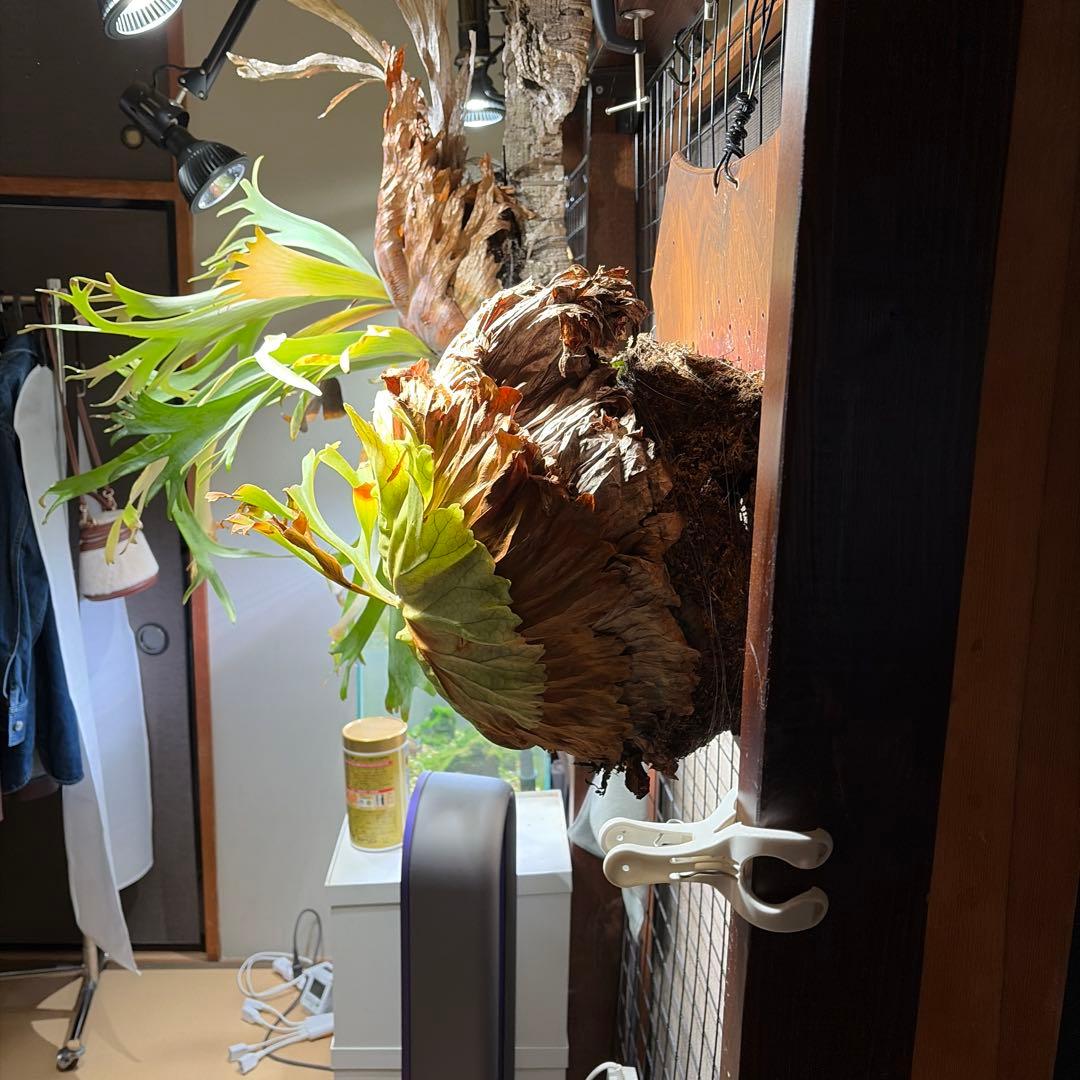 壁掛けビカクシダ リドレイ