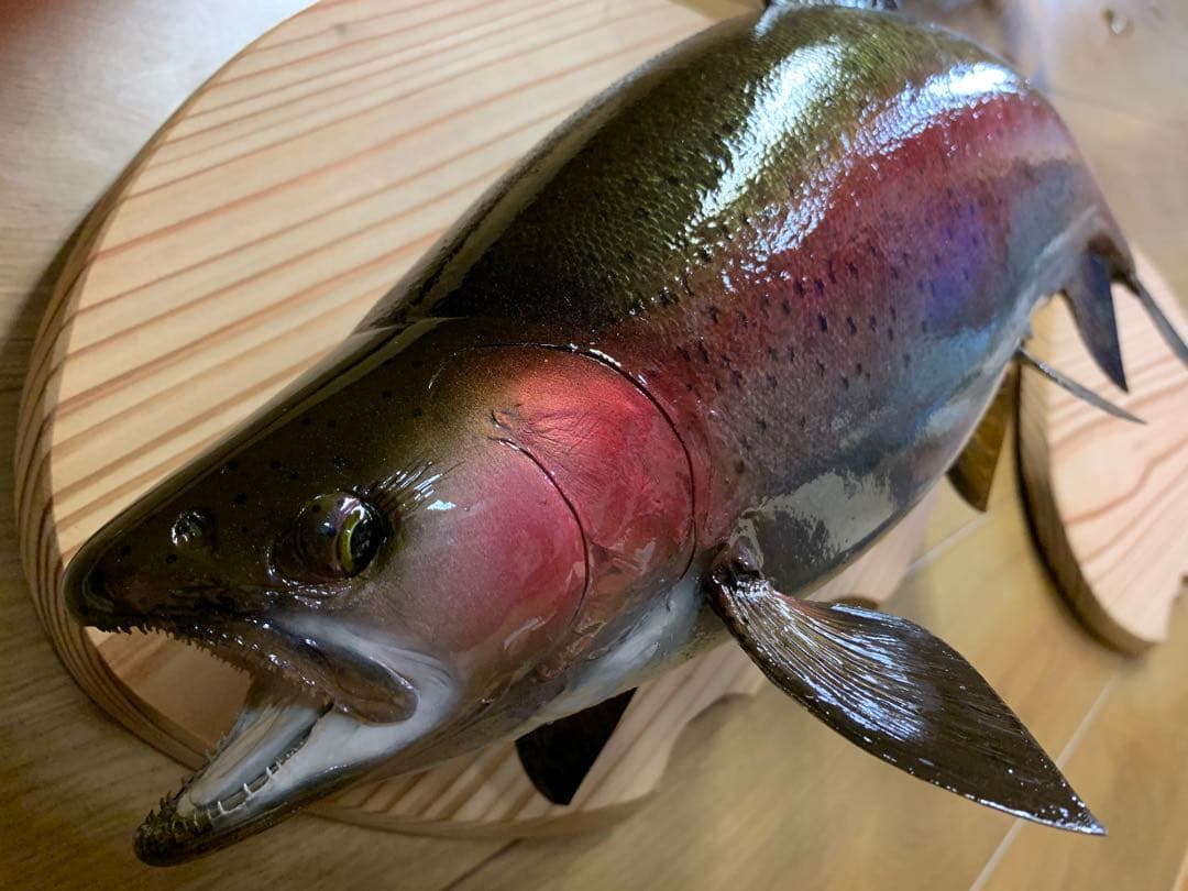 ワイルドスーパーレインボー50オーバー雄三口限定品剥製製作依頼又は、完成品