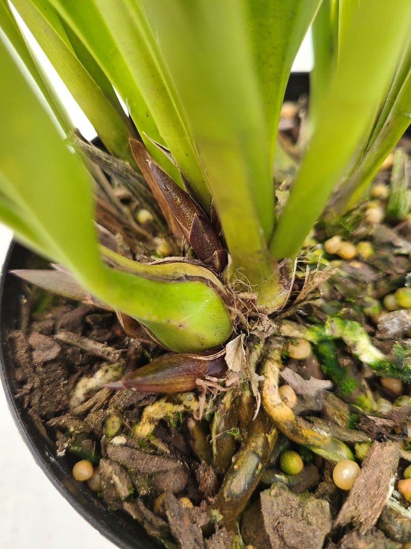 ミスマフェット。花芽4個。2鉢セット。蜜蜂誘引蘭。日本蜜蜂