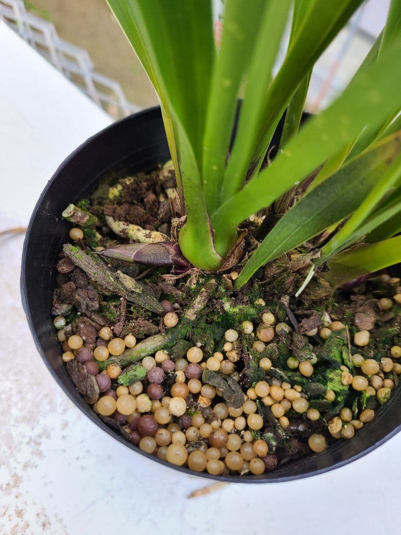 ミスマフェット。花芽4個。2鉢セット。蜜蜂誘引蘭。日本蜜蜂