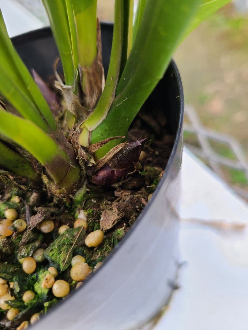 ミスマフェット。花芽4個。2鉢セット。蜜蜂誘引蘭。日本蜜蜂