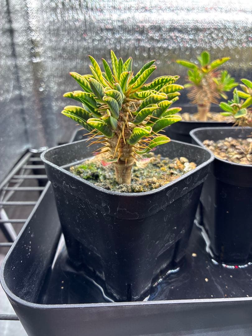 ギラウミニアナ　実生　まとめ売り