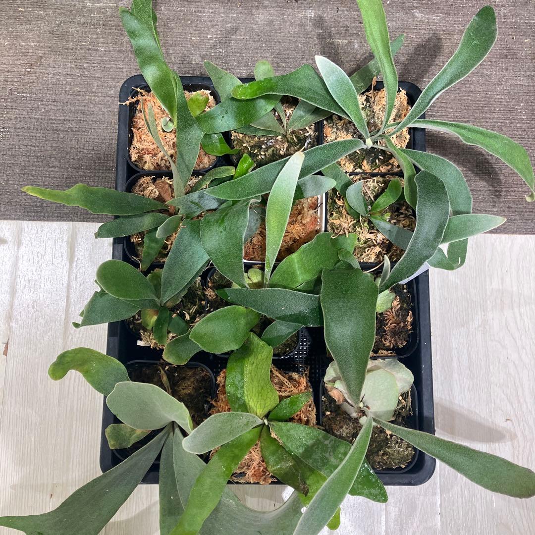 ウ*ロ様 福袋　ビカクシダ　12株