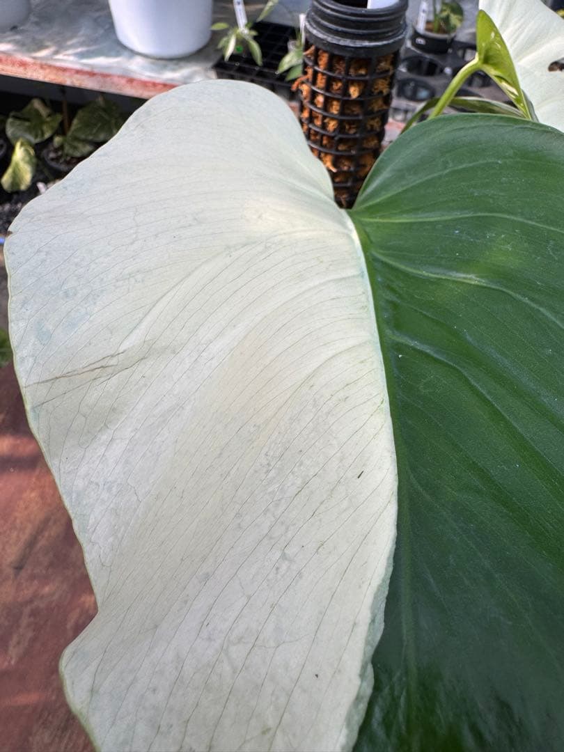 1モンステラ　ボルギシアナ　ミント　健康株　美斑入り