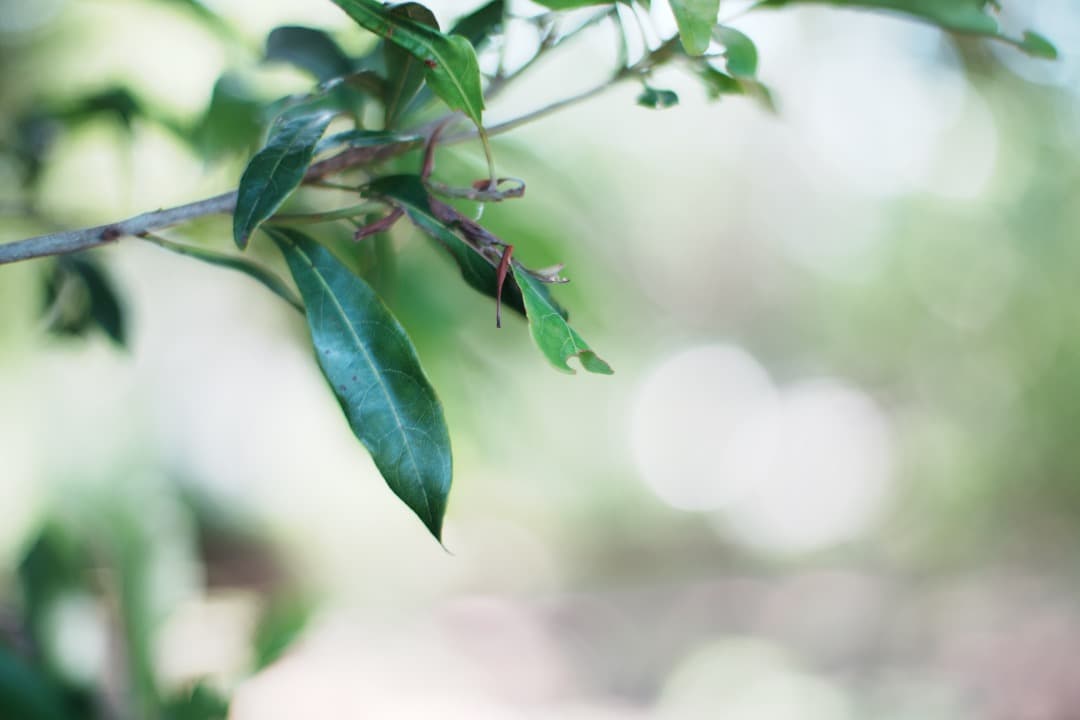 【極美品】Carl Zeiss Planar 50mm F1.4 MMJ 077