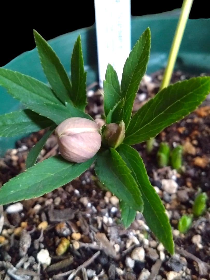 クリスマスローズ　原種プルプラセンス交配