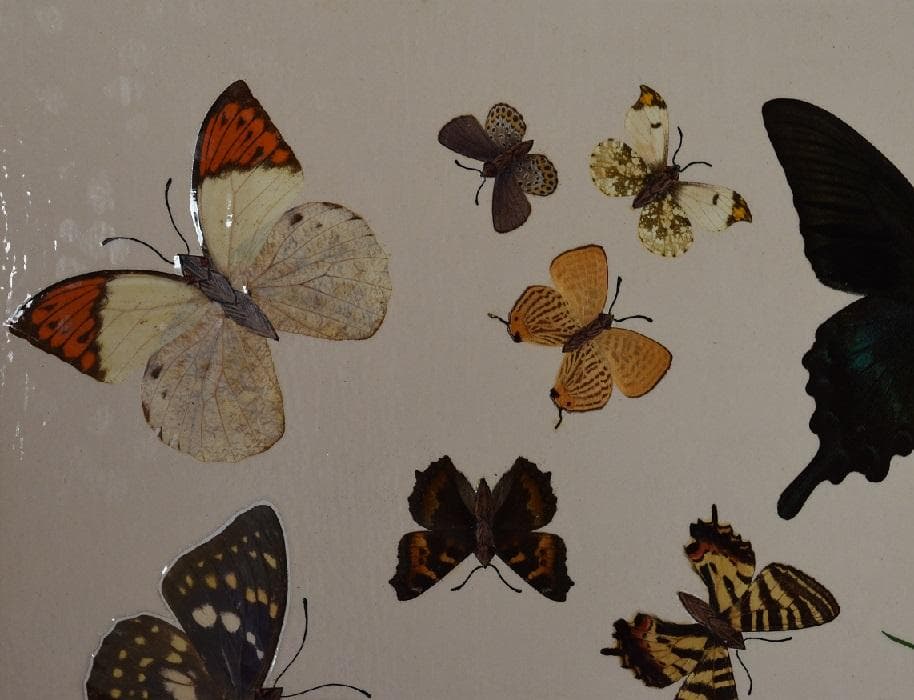 工芸作品・蝶　草花　飼育天然記念物採集地　信州/博物館・教材