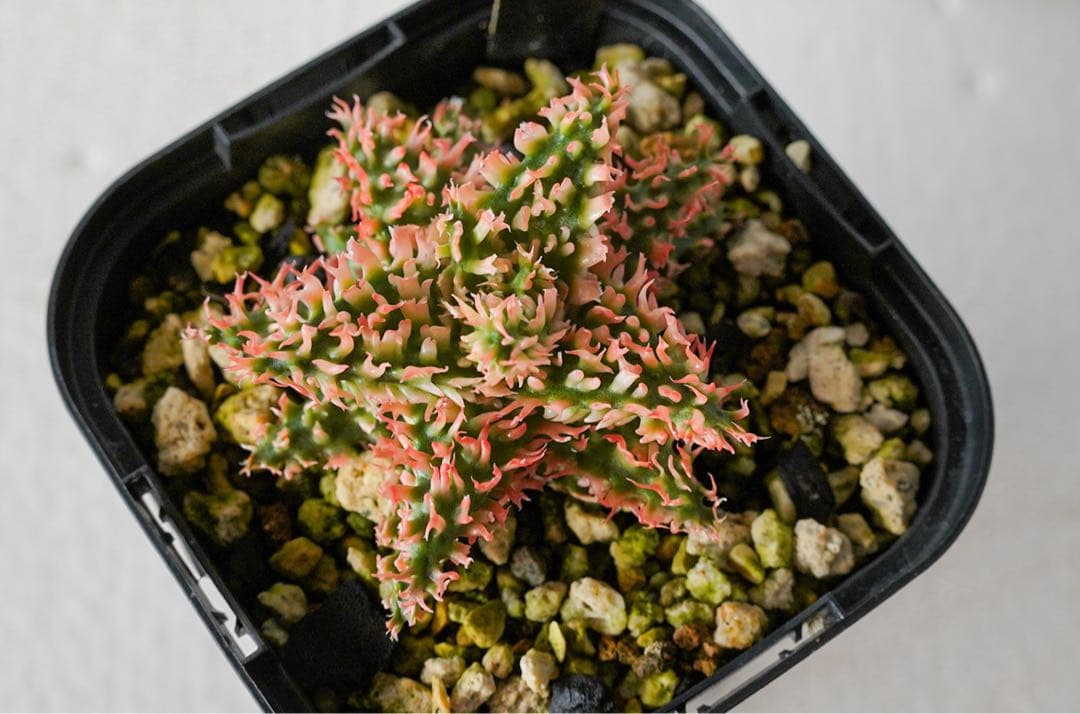 天*無様 アロエハイブリッド　TCT 燎