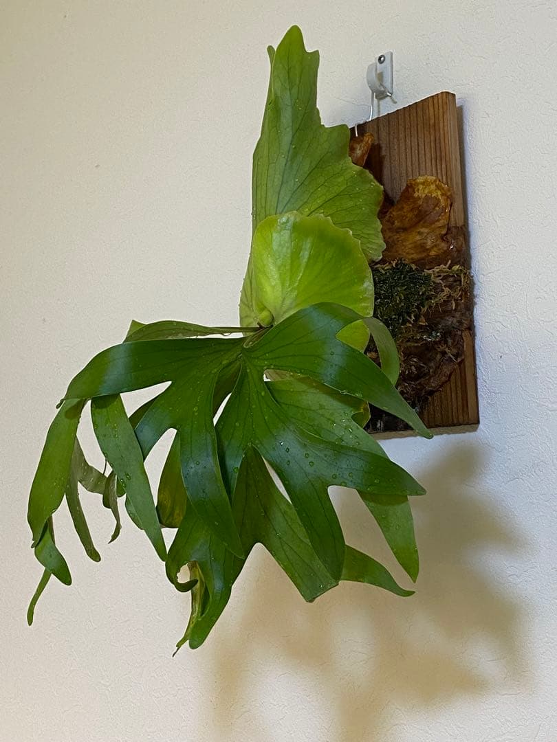 ビカクシダ　コロナリウム　フィリピネス