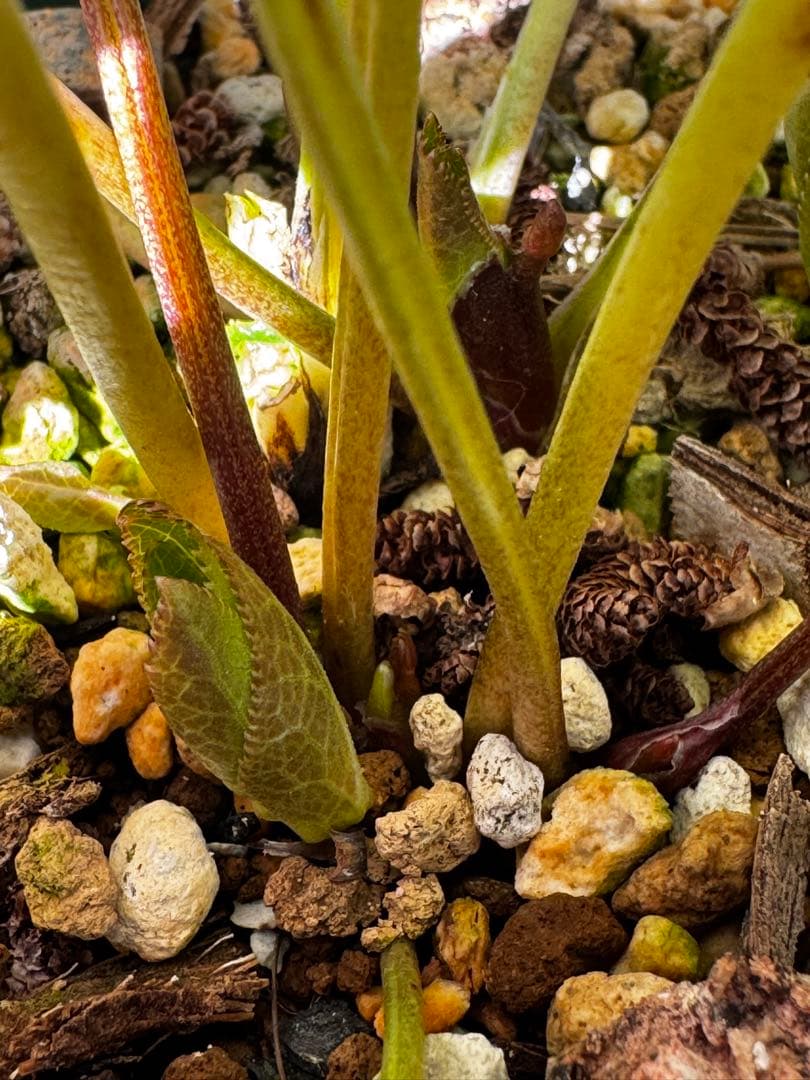 クリスマスローズ 加藤農園 かぐや姫×かぐや姫