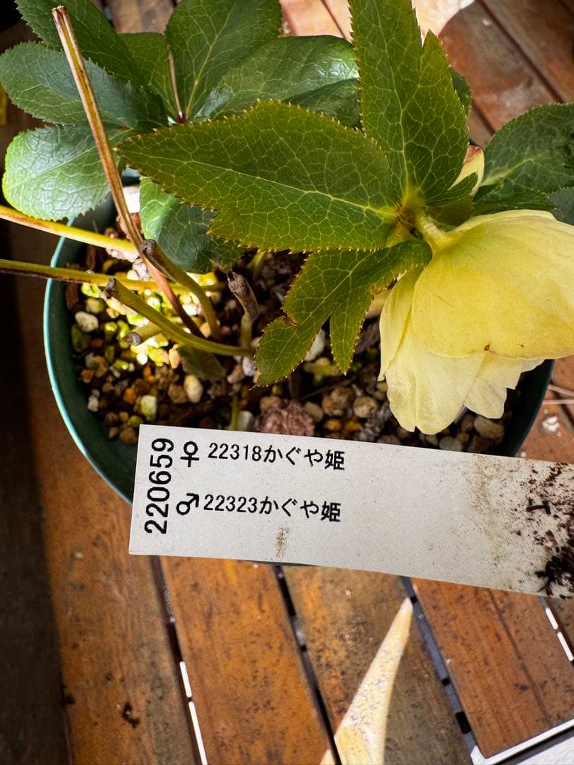 クリスマスローズ 加藤農園 かぐや姫×かぐや姫