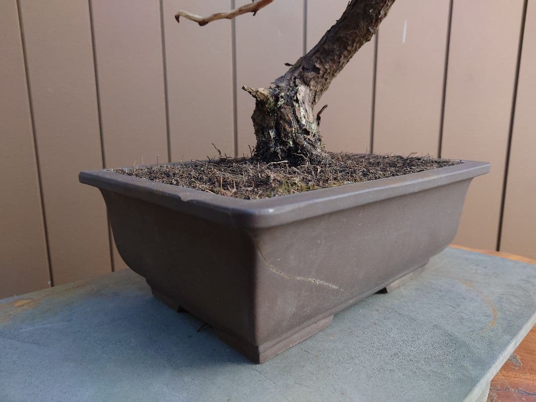 盆栽　五葉松　樹高58cm