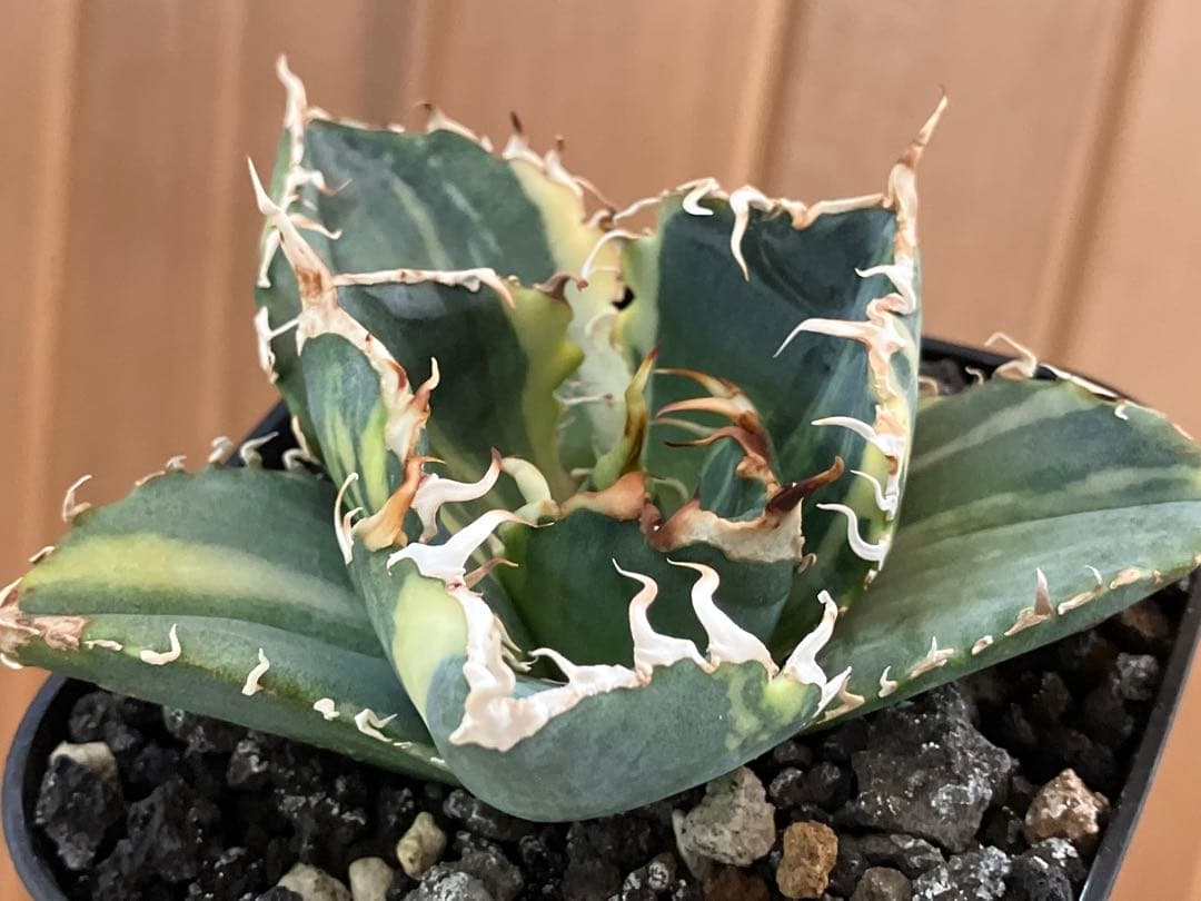 れ*★様 【初売りオークション】118 特大　アガベ　チタノタ　白鯨錦　縞斑　T