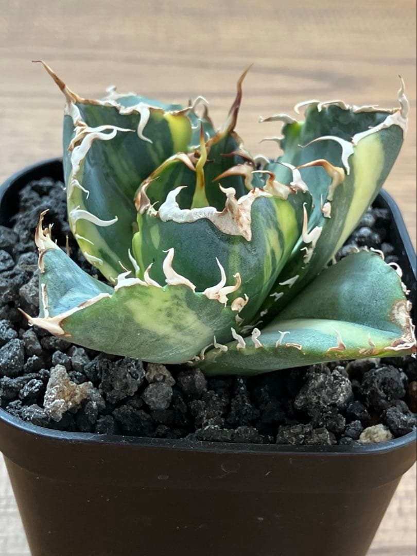 れ*★様 【初売りオークション】118 特大　アガベ　チタノタ　白鯨錦　縞斑　T