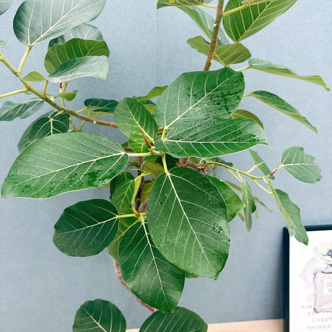 ［現品］【希少】F1 フィカス　グランディス　8号　観葉植物　室内　大型　レア