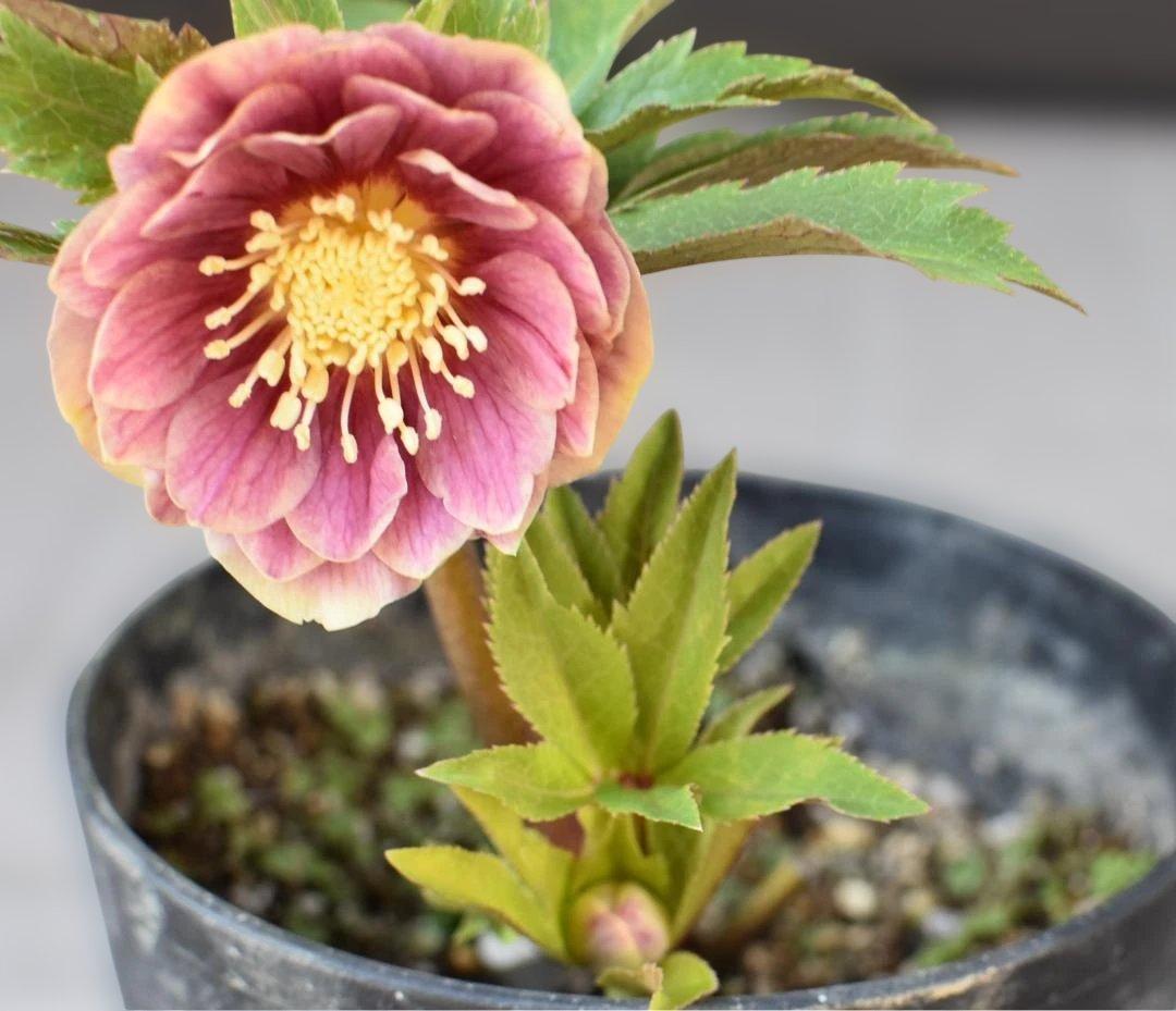 a*り様 広瀬園芸　ソレイユ　クリスマスローズ　　　開花株