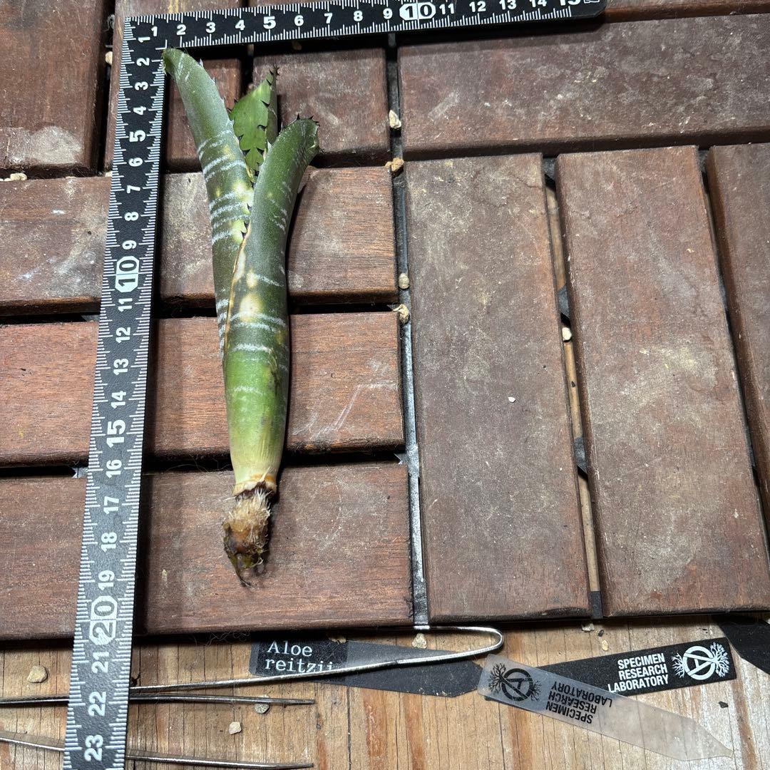 年末特価最終！ビルベルギア　ドミンゴス・マルティンス　抜き苗