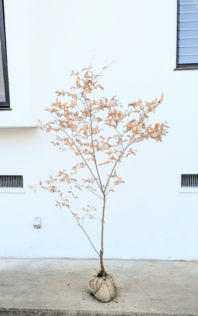 素性優良。山採りヤマコウバシ。