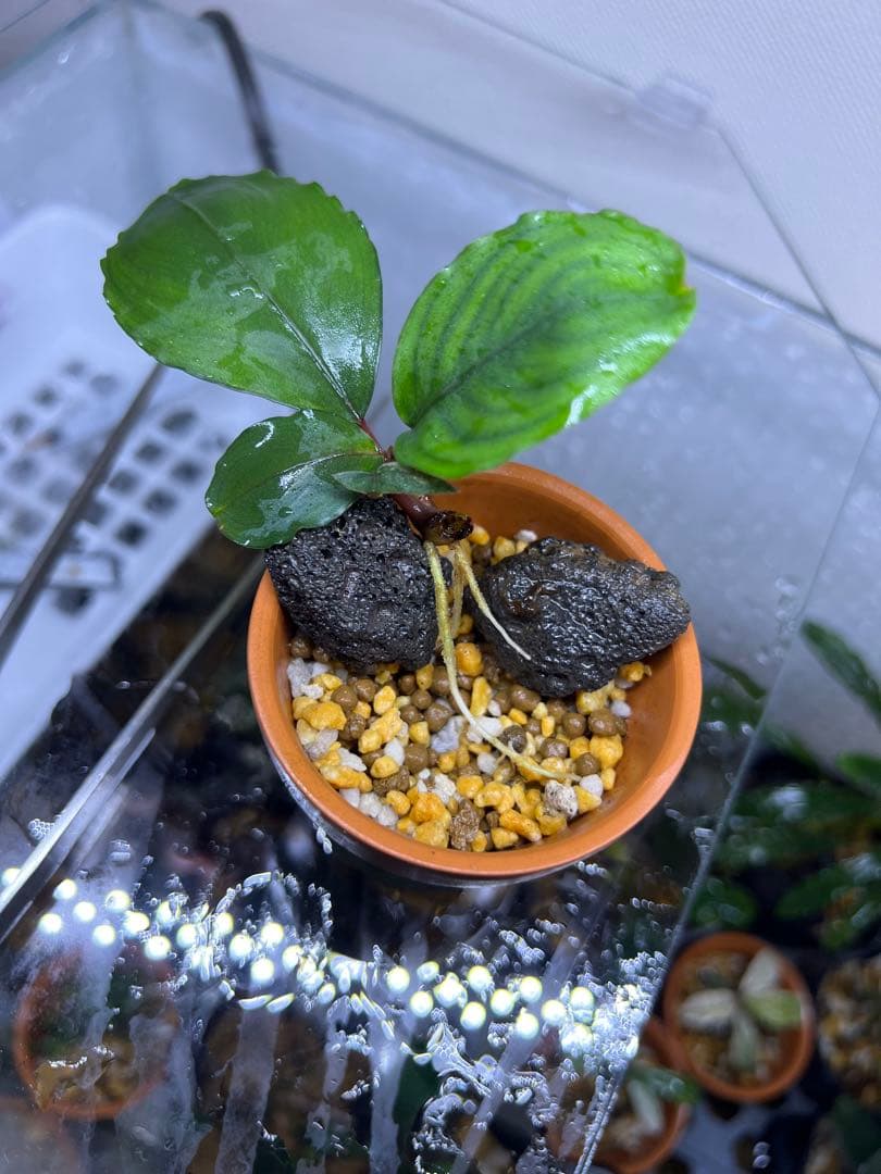 【レア種】ブセファランドラsp Sanggau Round leaves