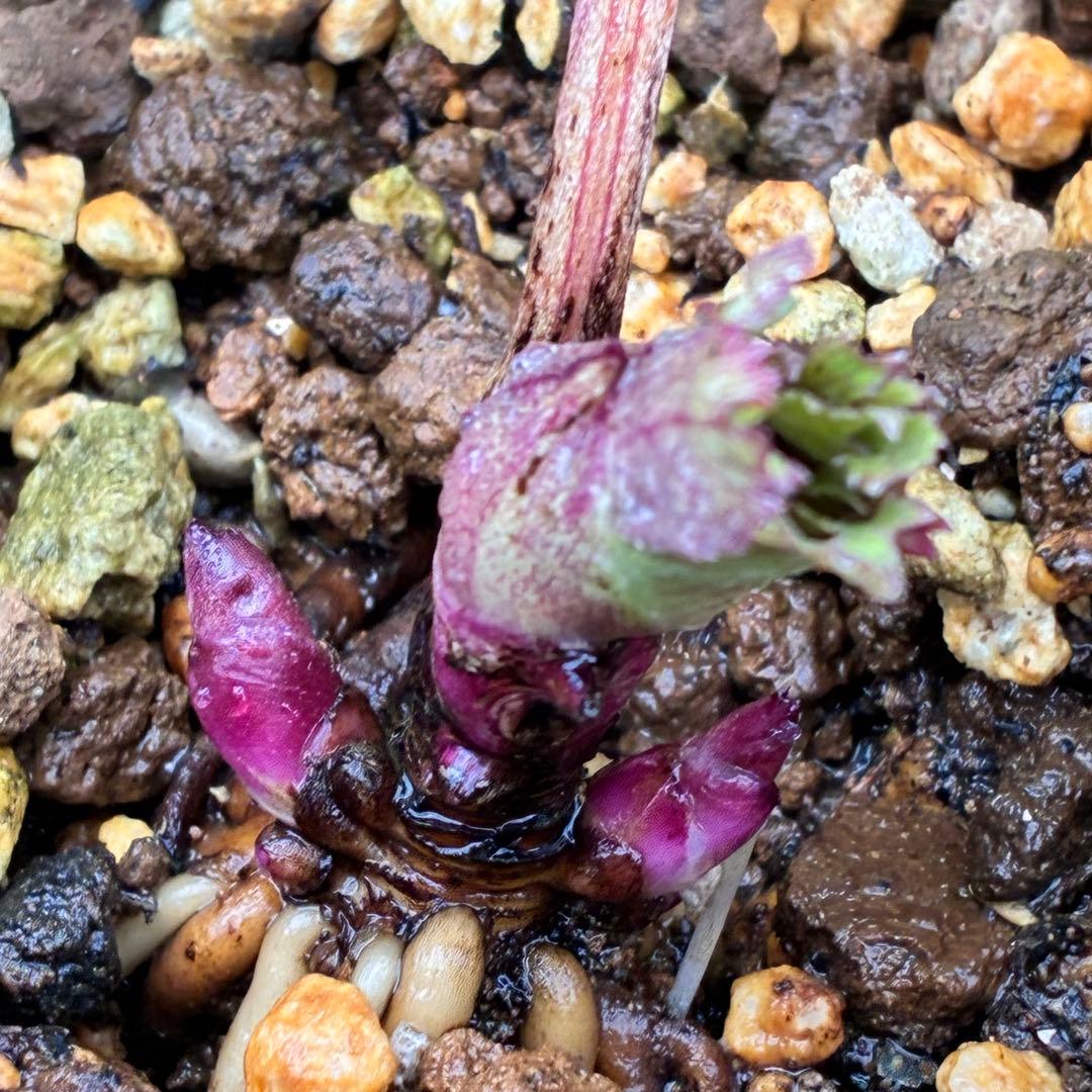 の*ん様 ☘️蕾付き☘️3377⭐️極上⭐️小輪⭐️芳香⭐️ノスタルジア系⭐️オ