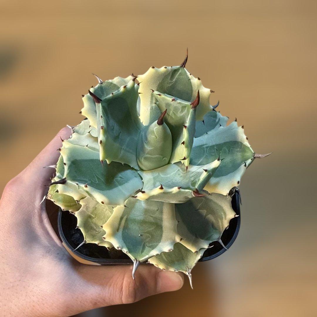 【極上】アガベ アトミックゴールド プレステラ105 極上ペンキ 赤棘