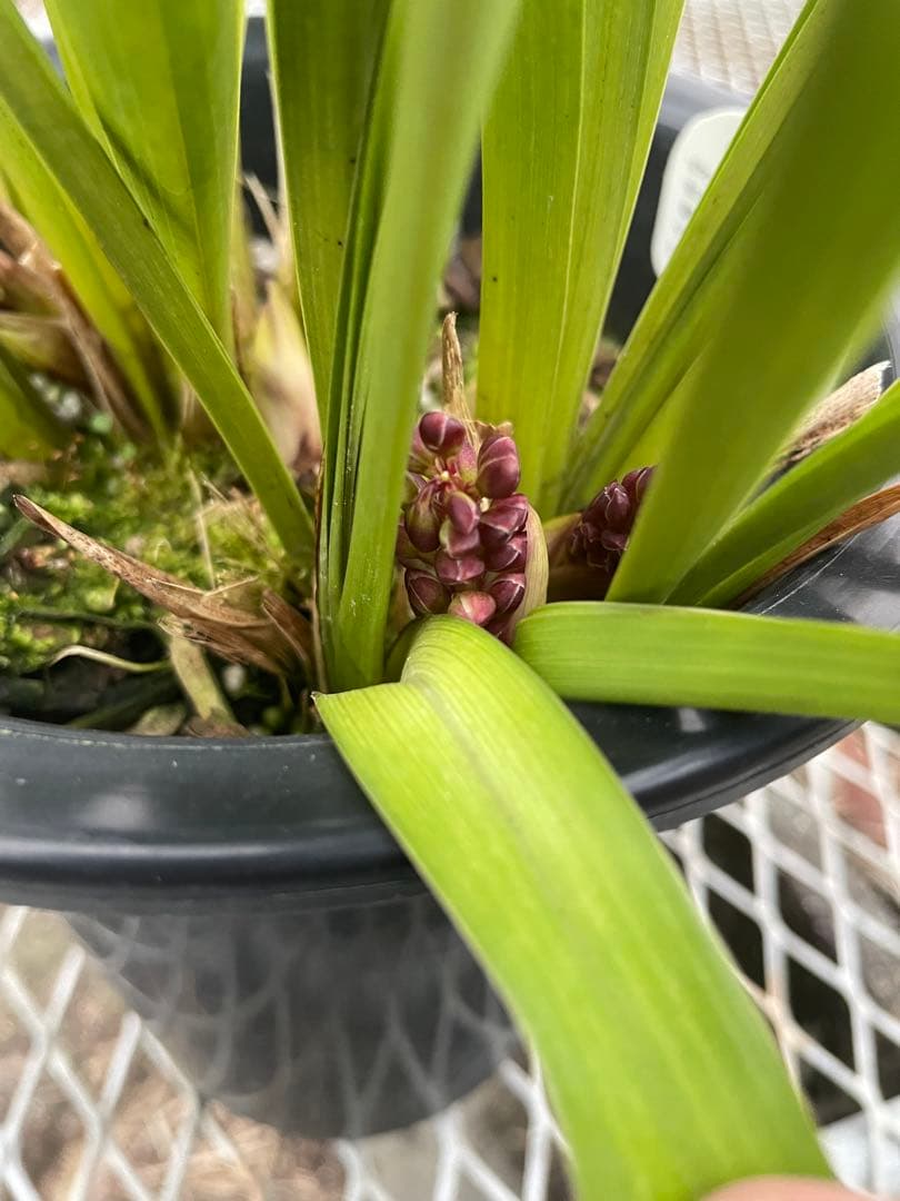 R8年キンリョウヘン花芽8本#1