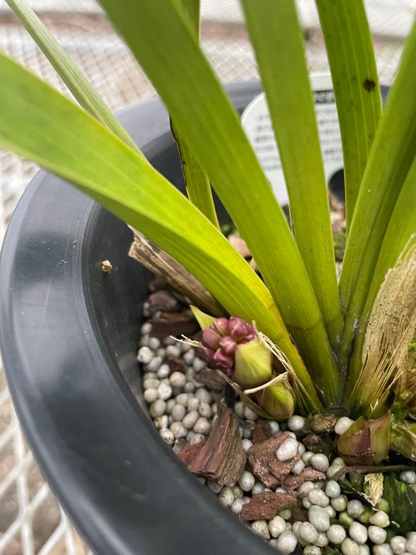 R8年キンリョウヘン花芽8本#1