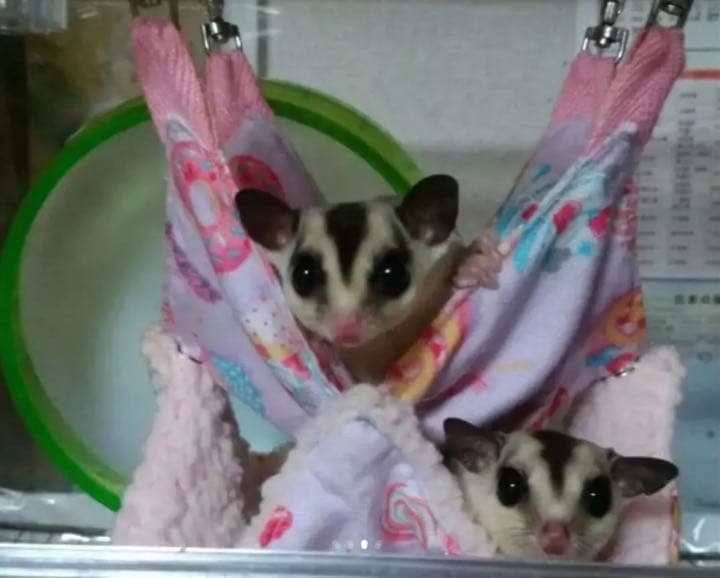 モモンガハウス(うさぎの郵便・ラメ)  ボアピンク  2080円