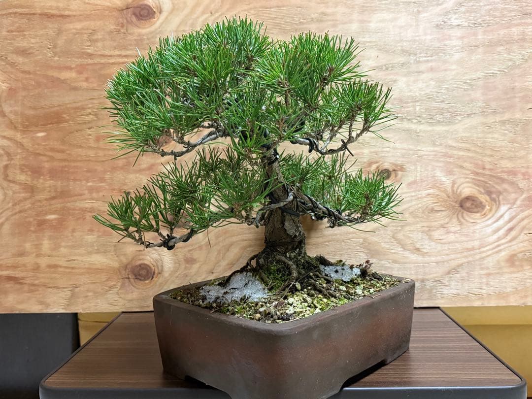 ⭕️特価⭕️【盆栽】黒松 模様木