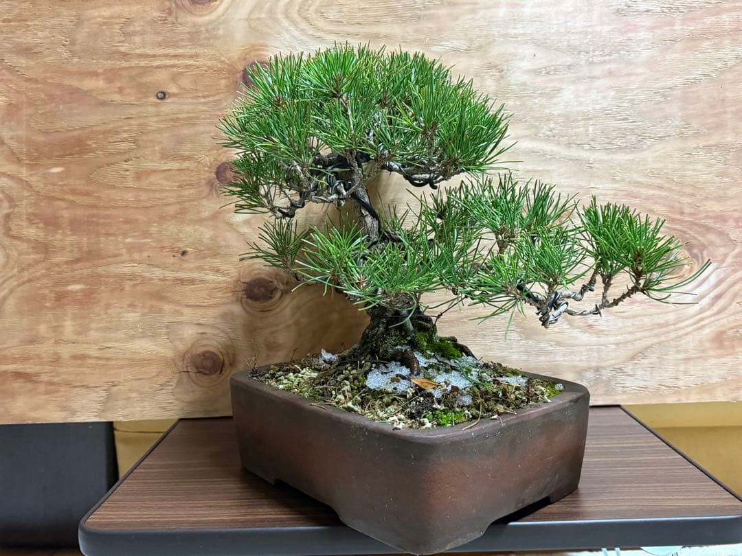 ⭕️特価⭕️【盆栽】黒松 模様木