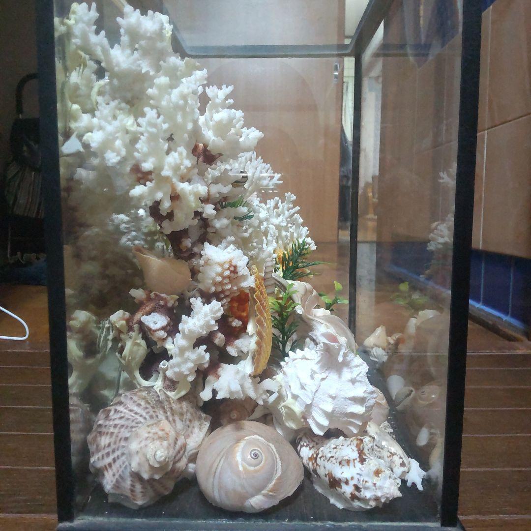 天然珊瑚　置き物　江ノ島　サンゴ　珊瑚　お土産