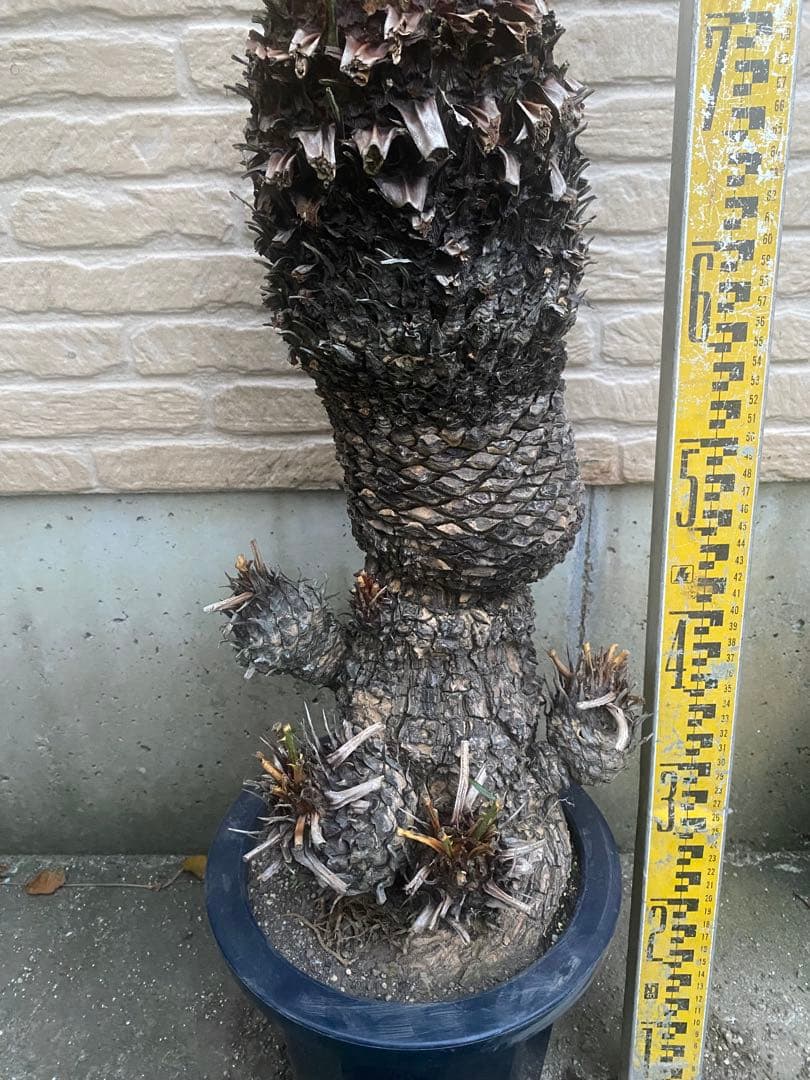 おすすめ！ソテツ　蘇鉄　8号鉢 特殊株　盆栽